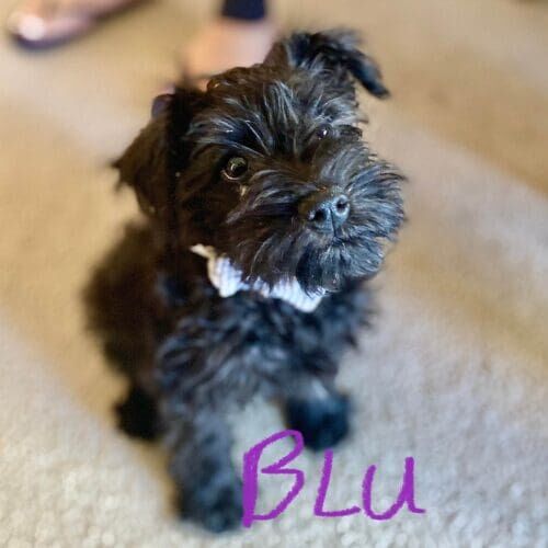 Puppy named Blu learning foundational training skills during a Puppy 101 class in Glendale Arizona