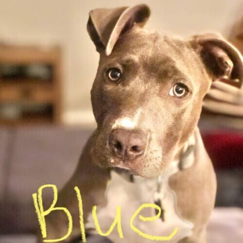 Blue nose puppy pitbull Blue was a shining example of the breeds intelligence, loyalty and eagerness to please during his positive reinforcement puppy training in Peoria, AZ.