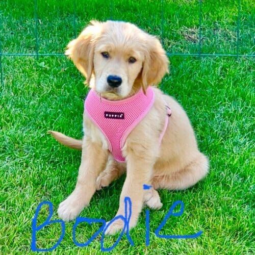 Golden retriever puppy named Bodie practicing beginning puppy training skills during an at-home session in Peoria Arizona