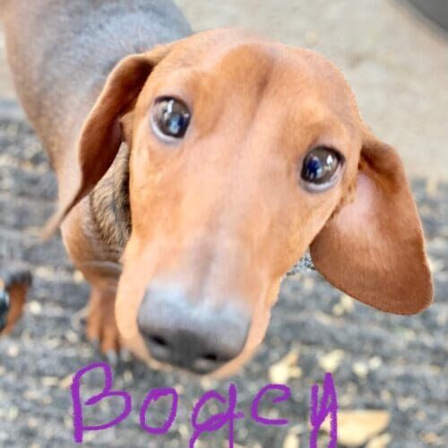 Dachshund puppy named Bogey learning potty training during a Puppy 101 training session in Peoria Arizona