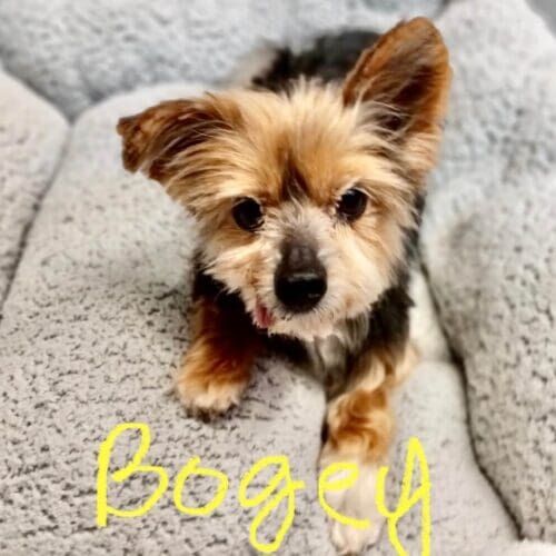 Senior Yorkie named Bogey receiving in-home pet sitting care in Peoria Arizona