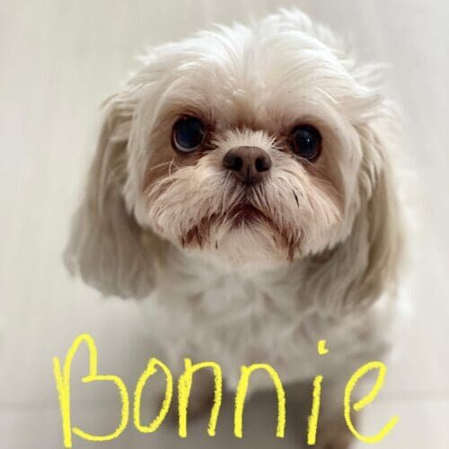 Dog named Bonnie receiving in-home pet sitting care from bonded and insured sitters in Glendale Arizona