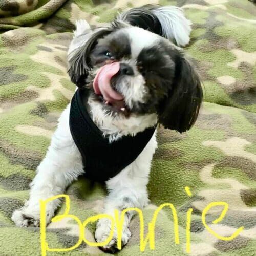 Shih Tzu named Bonnie receiving pet sitting services in Peoria Arizona