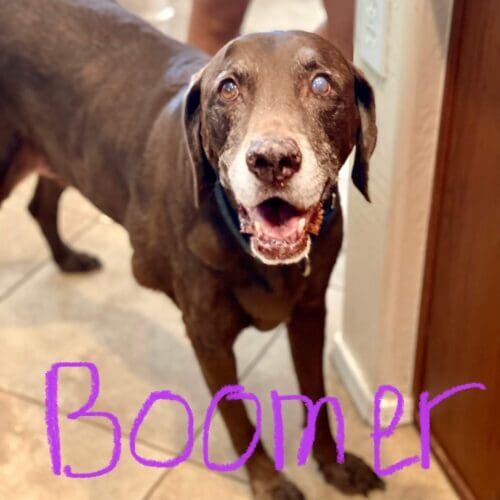 Senior Labrador named Boomer receiving professional in-home pet sitting care in Phoenix Arizona