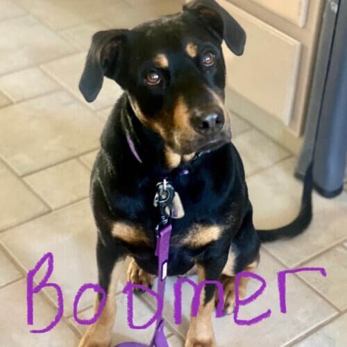 Fearful dog named Boomer participating in group dog training class in Phoenix Arizona