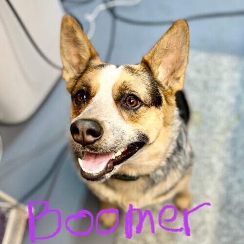 Tri color cattle dog Boomer, is all smiles after positive, force free nail grinding in Glendale, AZ