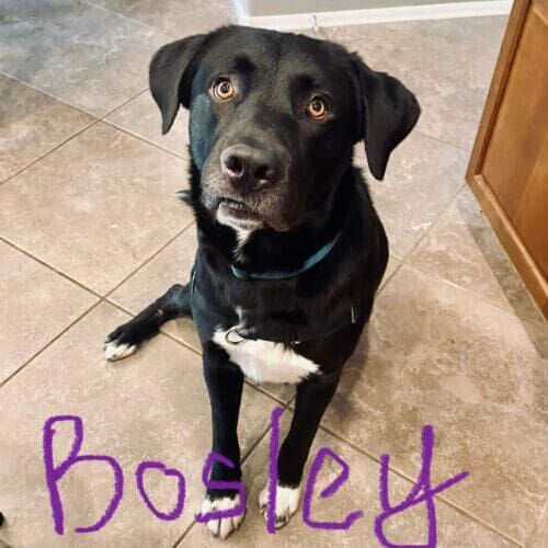 Rescue dog named Bosley practicing obedience training at home in Peoria Arizona