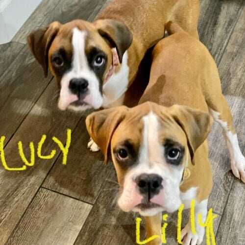 Boxer puppies named Lucy and Lilly practicing training essential for littermates during an in-home session in Sun City Arizona