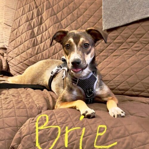 Puppy named Brie working through puppy fear-based behaviors during an in-home training session in Peoria Arizona