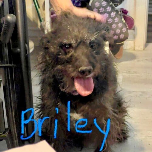 Dog named Briley receiving overnight in-home pet sitting care in Glendale Arizona