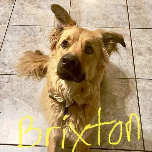 German shepherd mix named Brixton receiving confidence-building training in Peoria Arizona