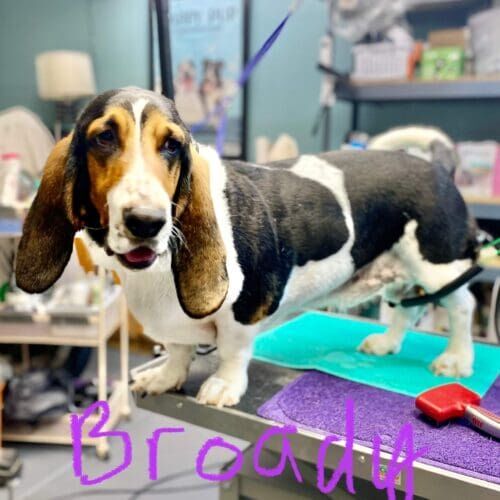 Basset Hound named Brody receiving grooming and nail trimming during a grooming visit in Glendale Arizona.
