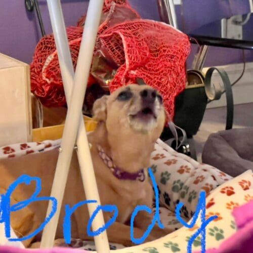 Small dog named Brody receiving overnight in-home pet sitting care in Glendale Arizona