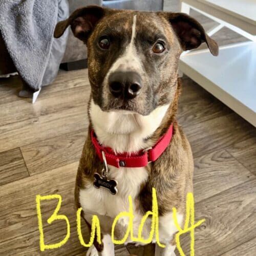 Brindle pitbull mix named Buddy showing a solid watch cue while working on dog training and other in home behavior modification in Phoenix, AZ.
