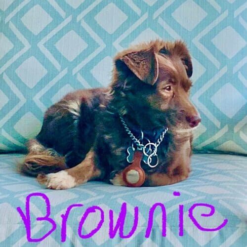 Chihuahua mix named Brownie receiving overnight at-home pet sitting care in Vistancia Arizona