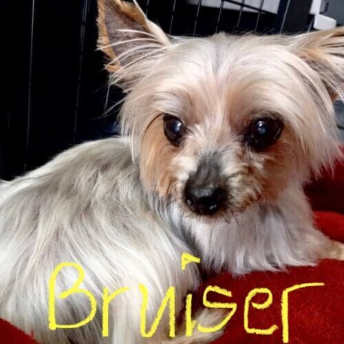 Yorkie named Bruiser receiving overnight in-home pet sitting care in Peoria Arizona