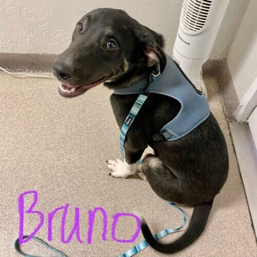 Foster puppy named Bruno from Arizona Humane Society looking happy and ready for adoption after foster care in Glendale Arizona
