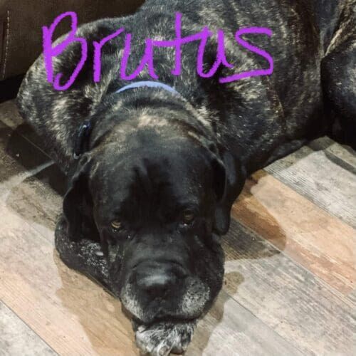 Rescue Cane Corso named Brutus working on fear-based behavior through positive reinforcement training in Glendale Arizona