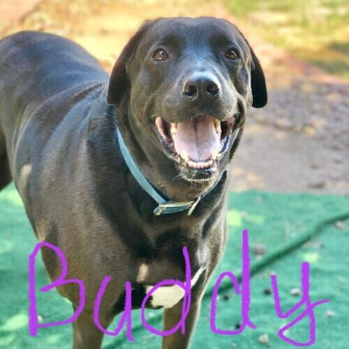 Black lab named Buddy receiving overnight in-home pet sitting care in Glendale Arizona