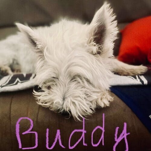 Dog named Buddy receiving in-home pet sitting visits in Arrowhead Lakes Glendale Arizona