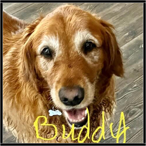 Senior golden retriever named Buddy receiving in-home pet sitting care in Peoria Arizona