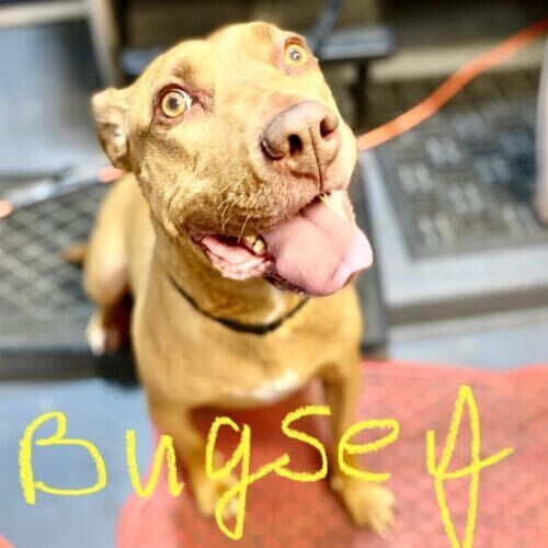 Pit Bull named Bugsey receiving a bath and nail trimming during a grooming visit in Glendale Arizona.