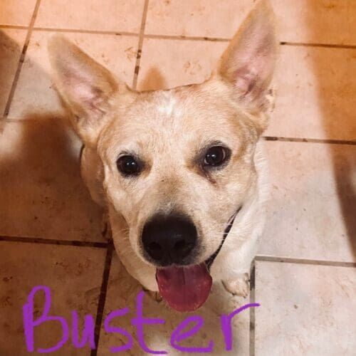 Rescue German shepherd named Cassie working on leash reactivity training in Glendale Arizona