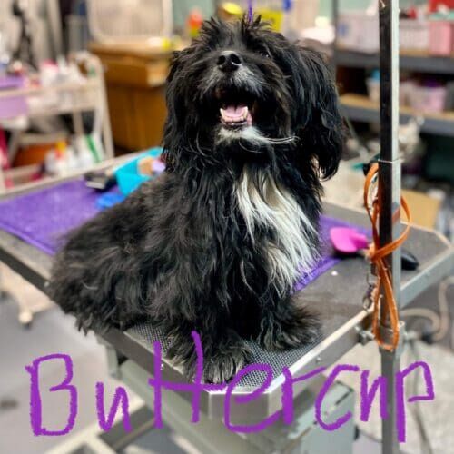 Tibetan Terrier named Buttercup receiving grooming and dematting services in Glendale Arizona.