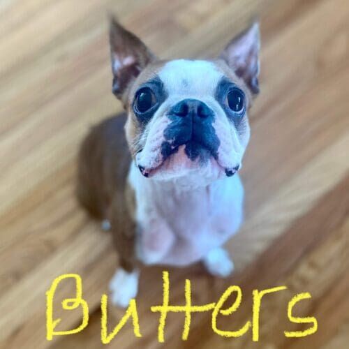 Boston terrier named Butters receiving drop-in pet sitting visits in Glendale Arizona