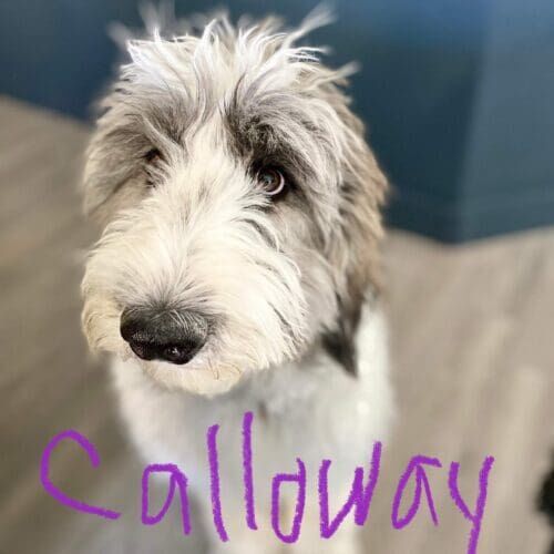Aussiedoodle named Calloway participating in in-home behavior training in Glendale Arizona
