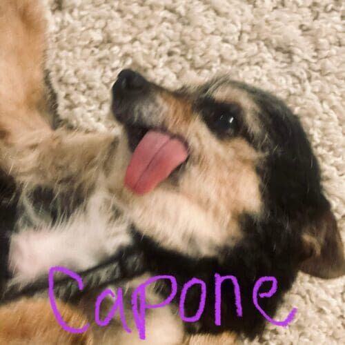 Chihuahua mix named Capone receiving live-in overnight pet sitting care in Glendale Arizona