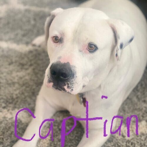 While American Bully Mix Captain is an extra large and strong dog who completed leash walk training in Glendale, AZ.