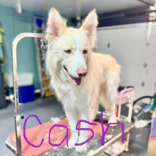 Husky wolf hybrid named Cash receiving a deshedding grooming service in Glendale Arizona.