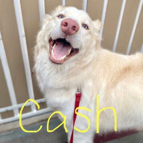 Husky wolf hybrid named Cash after a deshedding grooming session in Glendale Arizona.