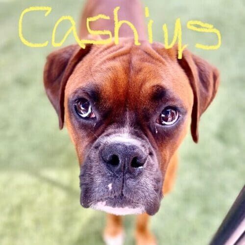 Boxer puppy Cashius was able to get a lot of his puppy energy out during his at home daycare with a professional pet sitting in Glendale, AZ.