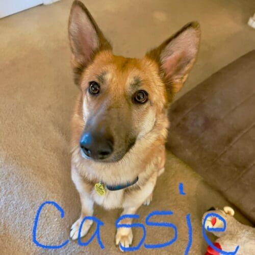Rescue German shepherd named Cassie working on leash reactivity training in Glendale Arizona