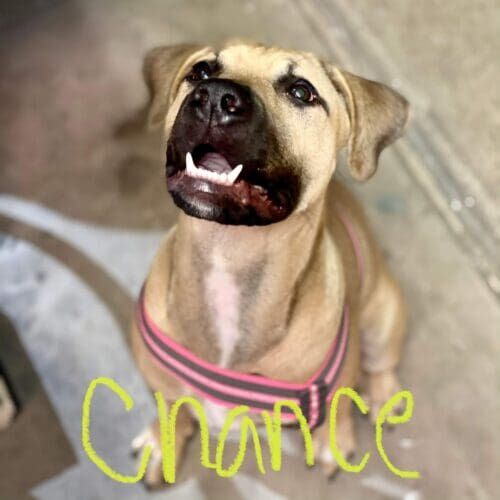 Pitbull puppy named Chance practicing puppy training skills during an in-home session in Glendale Arizona