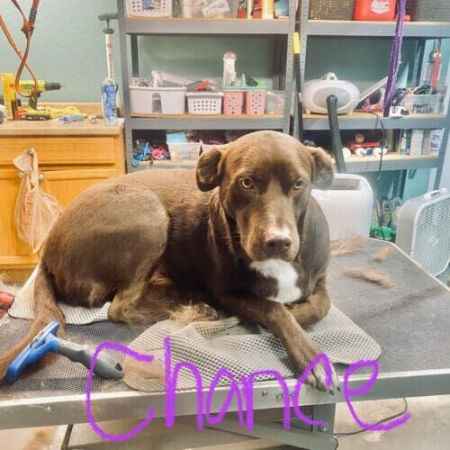 Dog receiving a bath and nail trimming during a grooming visit in Glendale Arizona.