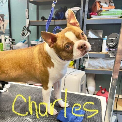 Boston Terrier named Charles receiving a grooming service in Glendale Arizona .