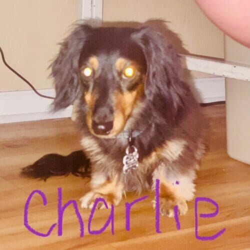Long hair daschund puppy Charlie was struggling with a lot of fear issues and got some much needed training and confidence building in Litchfield Park, AZ.
