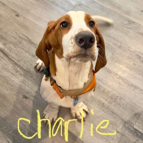 Basset hound puppy named Charlie practicing puppy training skills during a session in Glendale Arizona