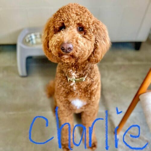 Goldendoodle named Charlie receiving in-home pet sitting care in Phoenix Arizona