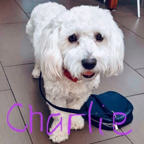 Rescue dog named Charlie working on behavior modification to reduce biting and improve safety around children in Phoenix Arizona
