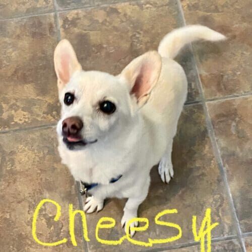Rescue small dog puppy Cheesy was eager to learn during his at home puppy training in Phoenix, AZ.