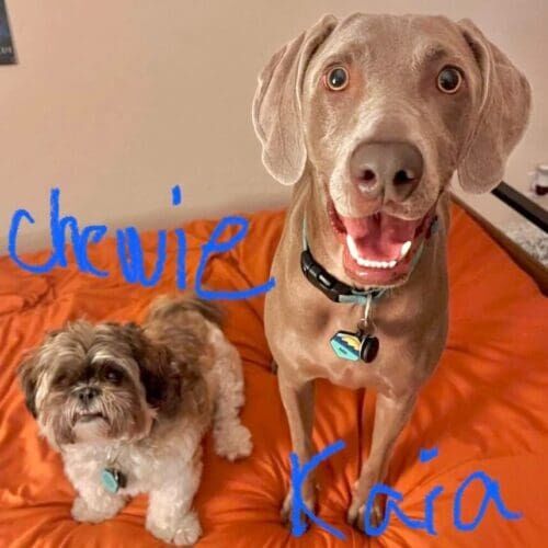 Dogs named Chewie and Kaia receiving drop-in pet sitting visits together in Glendale Arizona