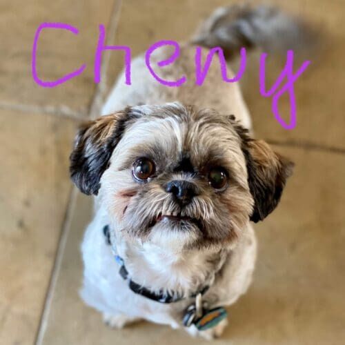 Shih Tzu named Chewy receiving professional pet sitting services in Glendale Arizona