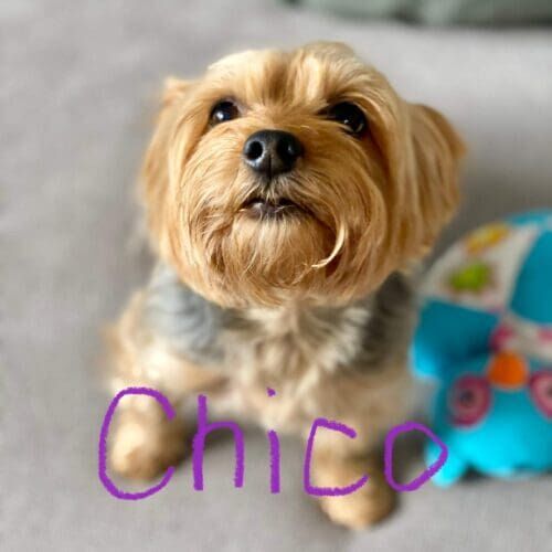 Yorkie named Chico receiving daily potty break visits in Peoria Arizona