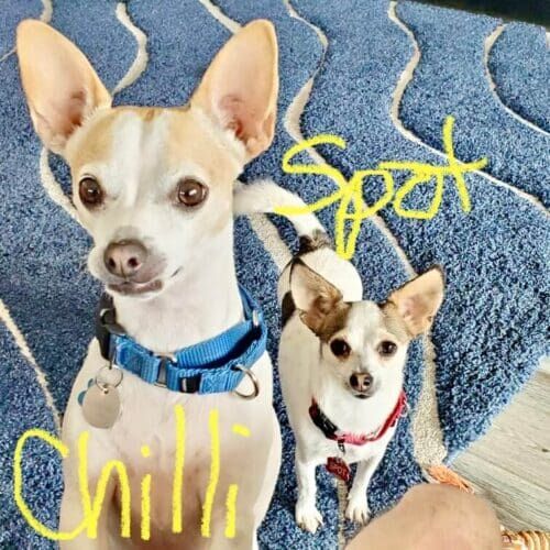 Multiple Chihuahuas receiving overnight in-home pet sitting care in Vistancia Arizona