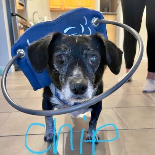 Blind senior dog named Chip receiving in-home pet sitting care in Glendale Arizona
