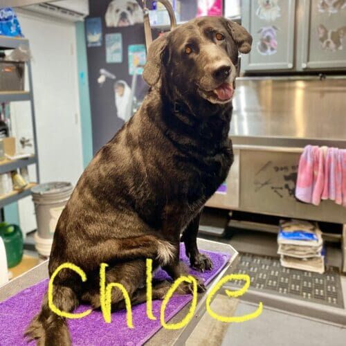 Chocolate Labrador named Chloe receiving a deshedding grooming service in Glendale Arizona.